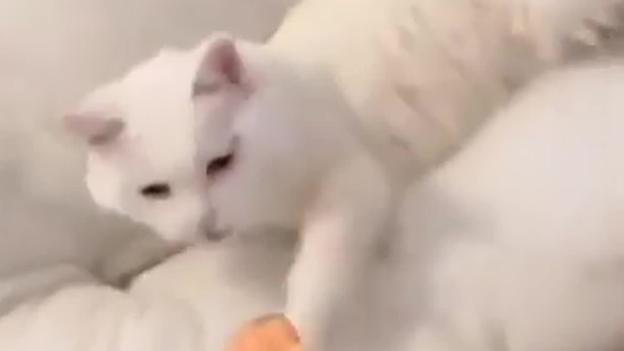 Funny animals