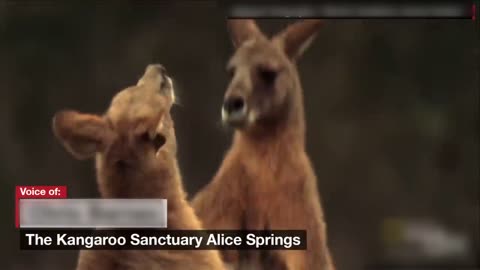 200-pound kangaroo crushes metal omg