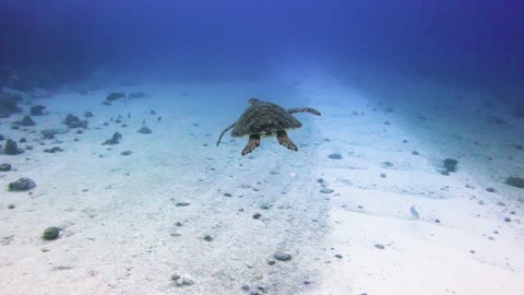 GIANT SEA TURTLES