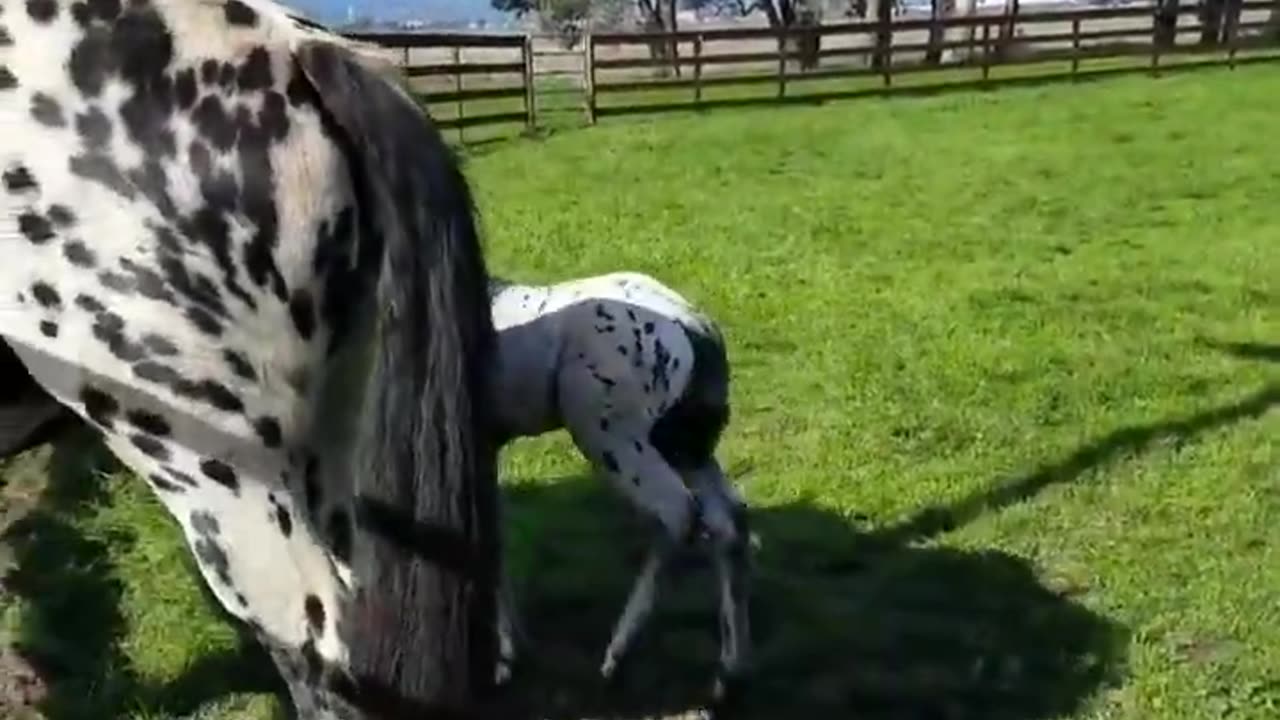 so beautiful horse