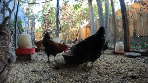 Backyard Chickens Continuous Sounds Noises Hens Roosters!