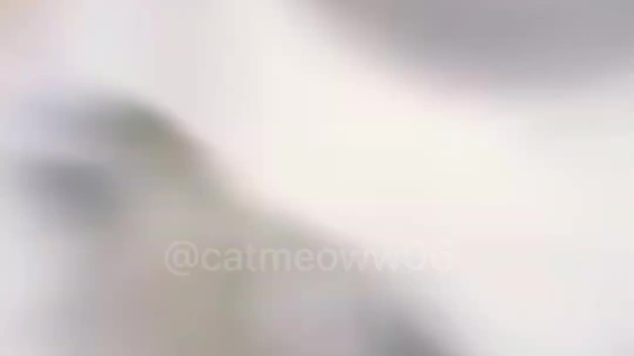 cat dance cute