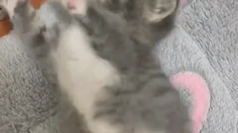 Adorable Feline Frenzy