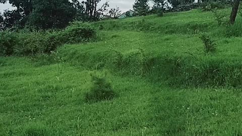 Nature