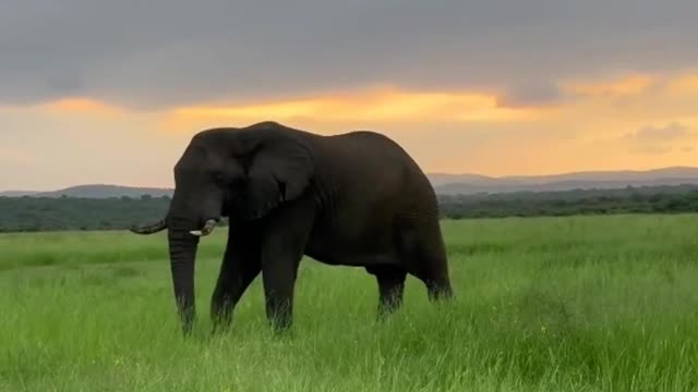 Big and beautiful elephant.