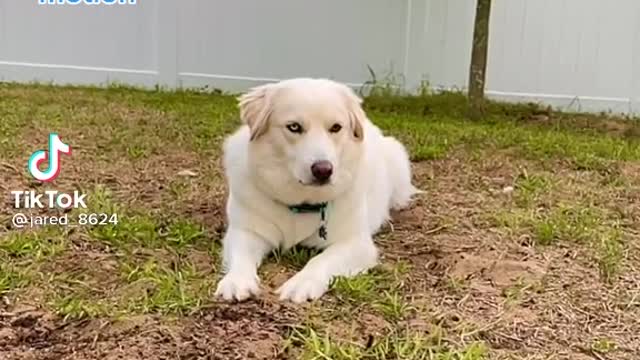 Funny dog reacting to his name 🤣😄