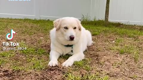 Funny dog reacting to his name 🤣😄