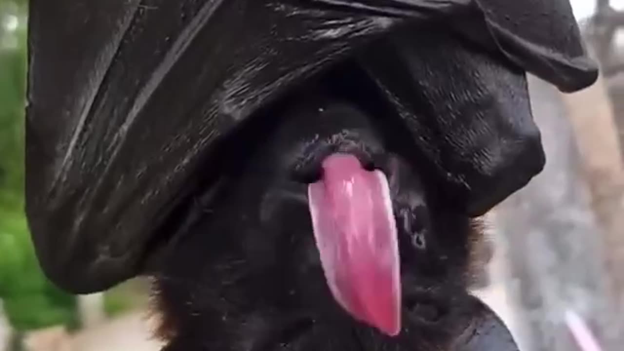 Fruit bat nursed back to health