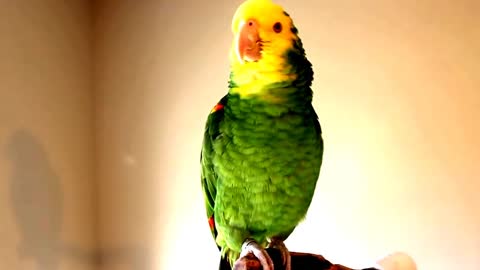 Singing & Talking Laughing Funny Smart Clever Parrots Video Compilations