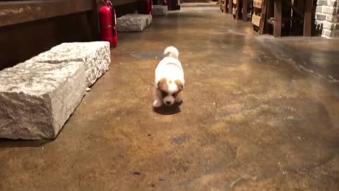 Cute baby puppy running to me