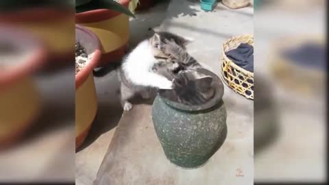 Baby Cats Cute and Funny Cat Videos Compilation no 1ANIMALS