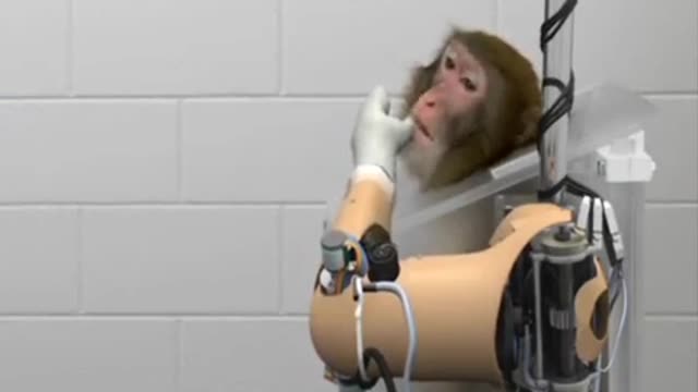 Monkey uses brain to control prosthetic arm