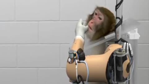 Monkey uses brain to control prosthetic arm