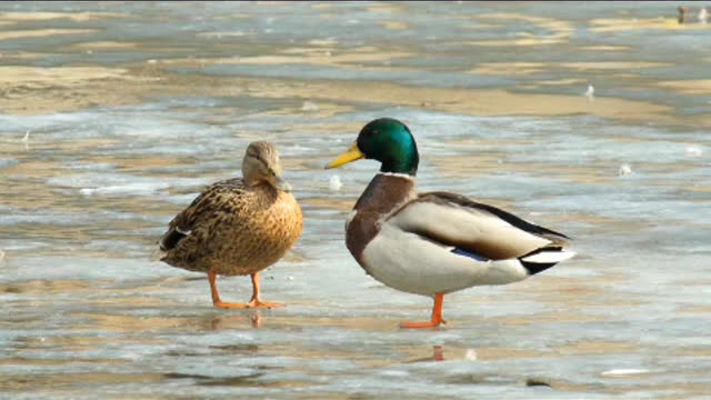 A pair of mandarin ducks inseparable