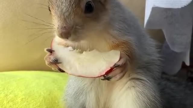 Just a squirrel