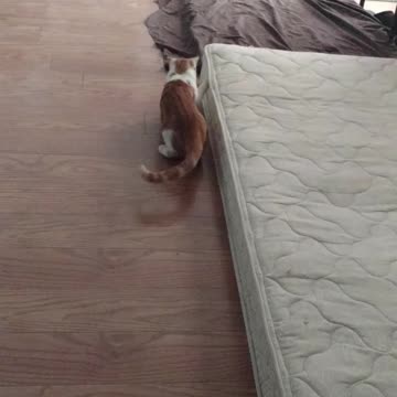 Squeeks, after the "red bug"