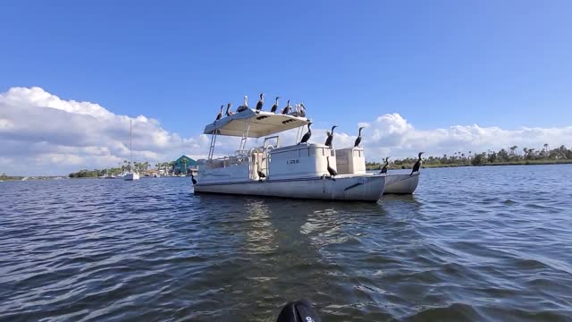 Bird pirates of Crystal River. this boat sunk about a year after this video was taken.