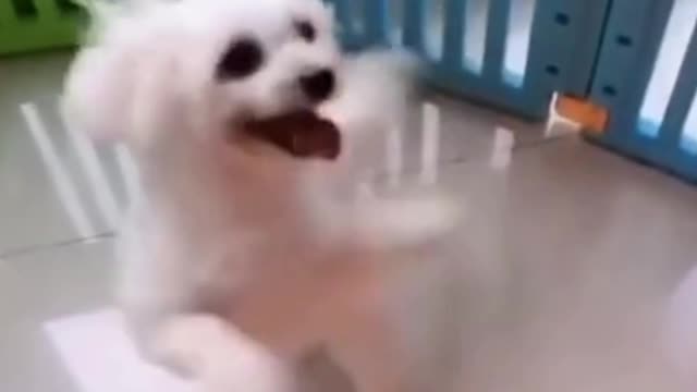 Cute Puppy Rotating the head and dancing