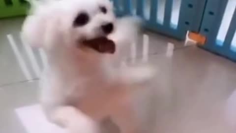 Cute Puppy Rotating the head and dancing