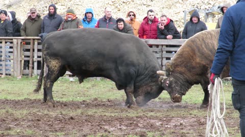 Pelegrini od Ćanija i Matea vs Šibonja od Lončara