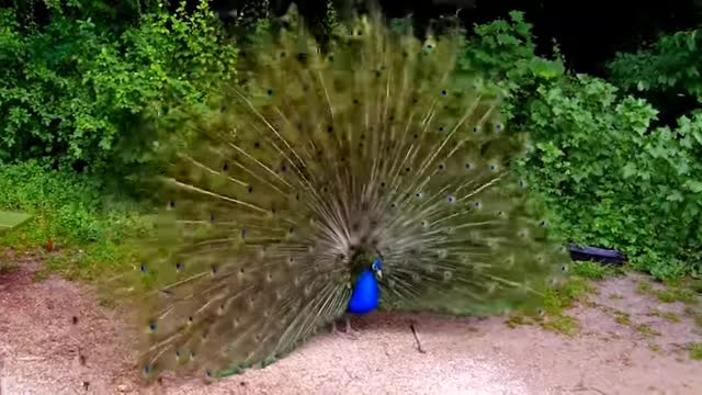 The most beautiful peacock wanting to mate