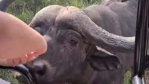 Buffalo Drinking Oasis Water