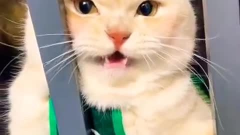 8.meow meow video