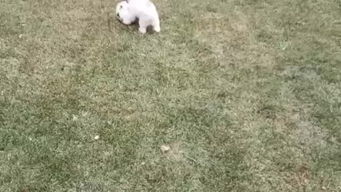 Dog that loves to play soccer at home