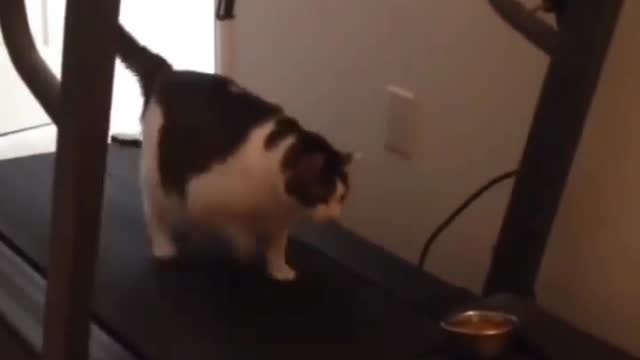 Pregnant cat doing Elliptical machine walking for baby cat healthy Nd safe,morning jogging walk cat