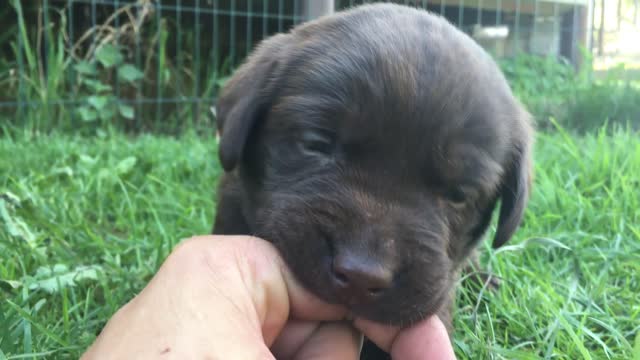 Cute Labrador Puppy chewing on my finger