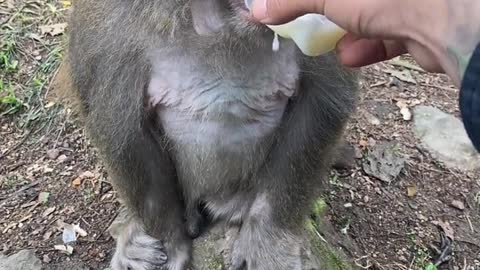 I drink milk to feed the monkeys