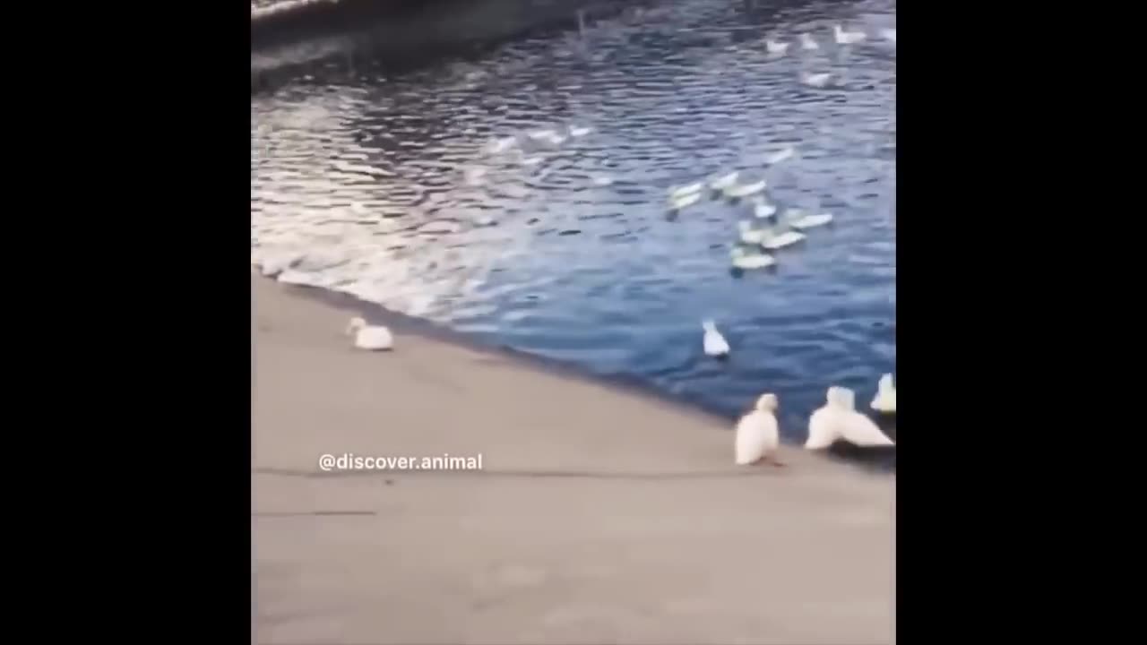 TRY NOT TO LAUGH