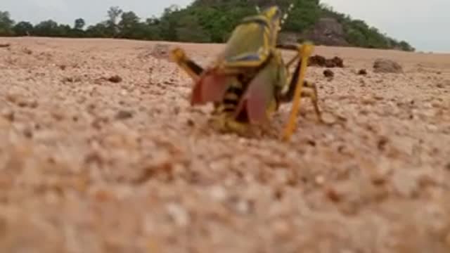 Two Grasshoppers mating together