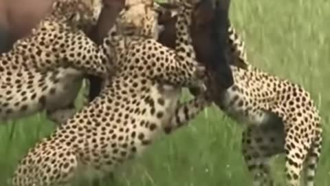 Five Cheetahs vs one Topi - shorts- cheetah- topi- animals- attack