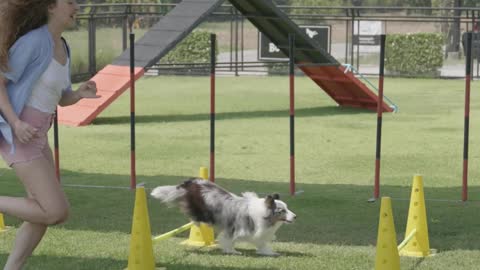 cute dog trainning 2 2