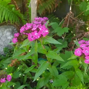 Flowers 🌻🌼🌸