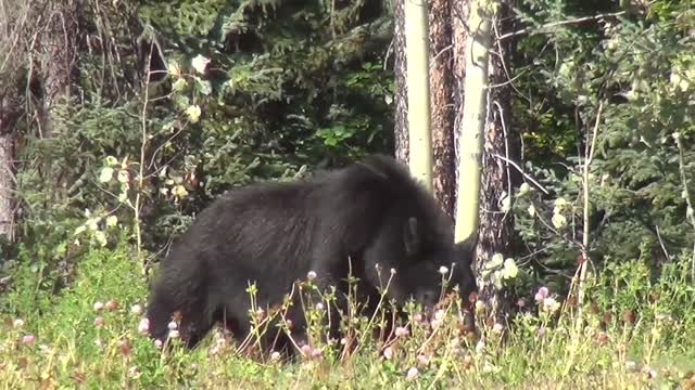 The black bear will search in the grass, what is he looking for