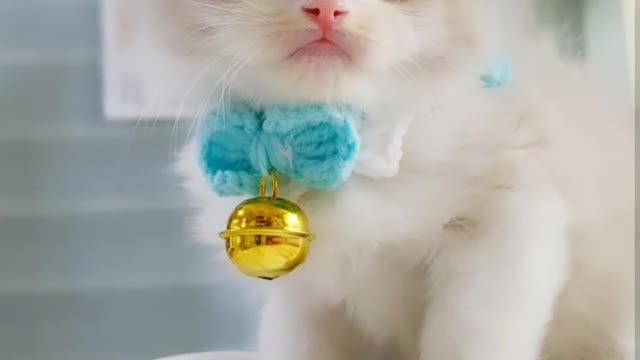 CUTE KITTEN