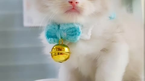 CUTE KITTEN