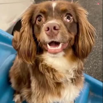 My 30 Day Doggie Daycare Experiment Changed My Pet's Life!