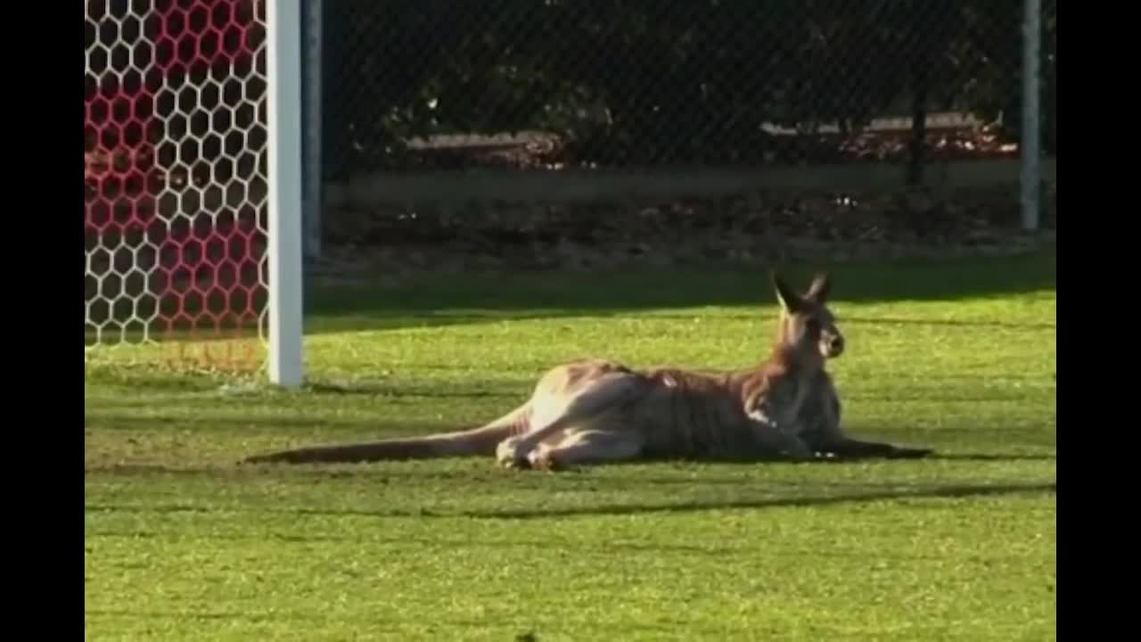 Funny animals in ground play football