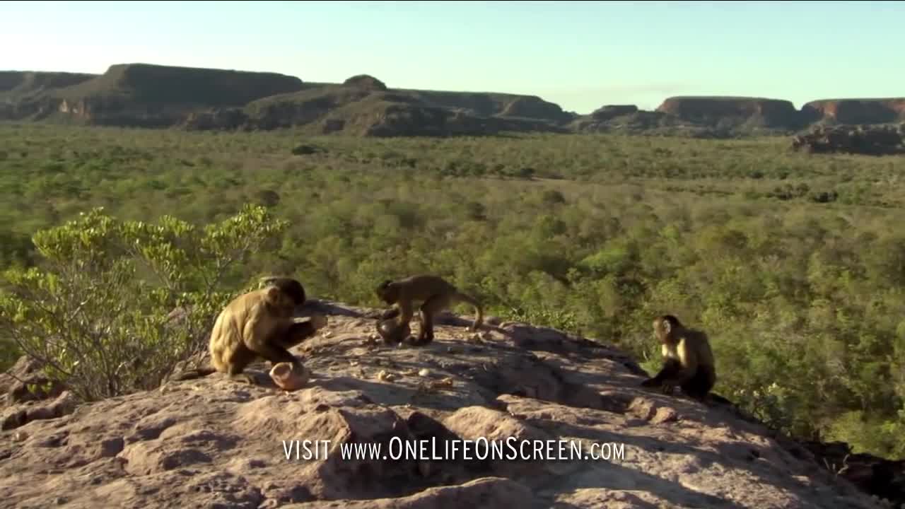 Brown capuchin monkeys breaking nuts | One Life | BBC