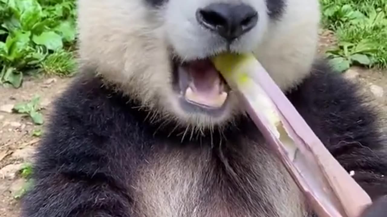 Cute panda loves to eat BAMBOO