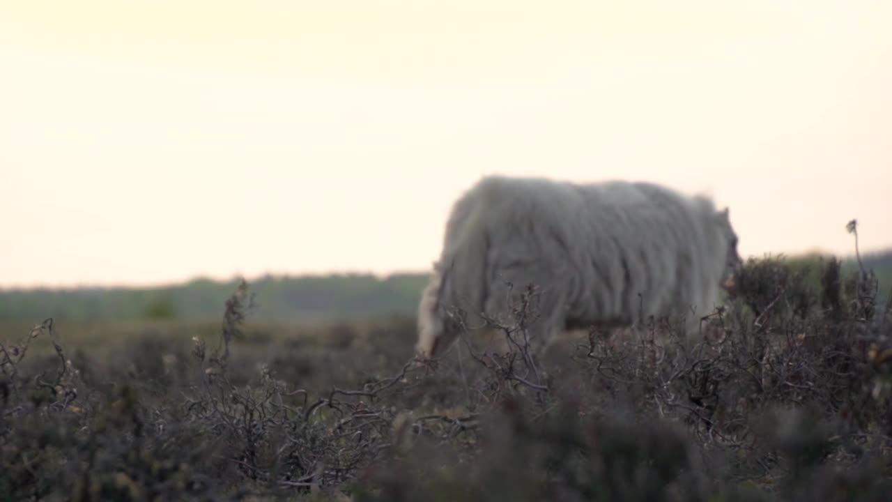 Little Lamb Following Its Mother to Water: A Heartwarming Journey