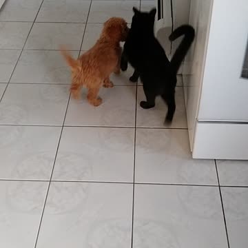 Dolly Doodle meets ollie the cat
