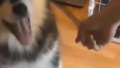 Cute dog