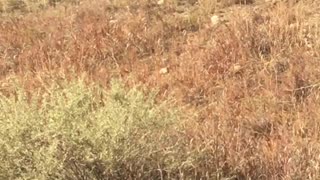 Hundreds of Elk Run Across Colorado Road