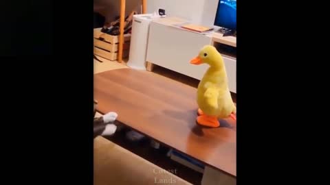 good animals you ever seen