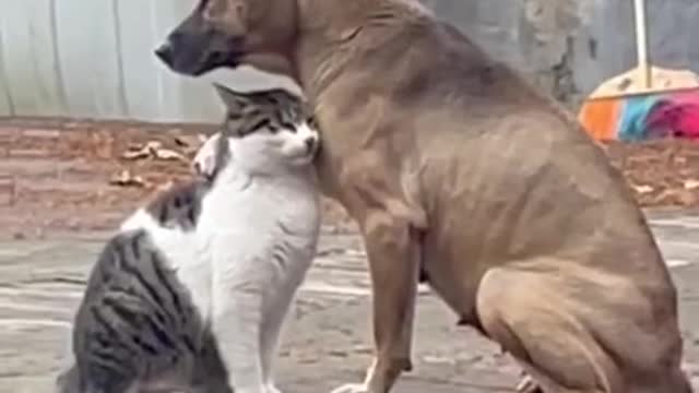 Dog and cat best friends || #shorts #rumbleshorts #funnyvideo