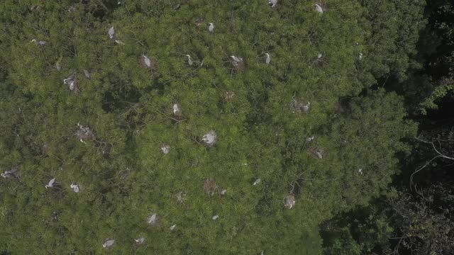 Aerial Footage of a Trees